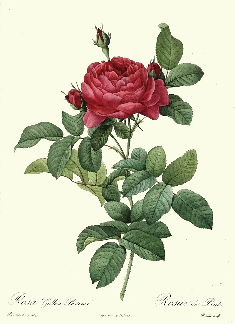 Rosa gallica pontiana